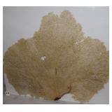 23' x 18' Natural Coastal Sea Fan