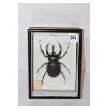 Three Horn Rhino in shadowbox 8' x 6'