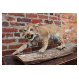 Stuffed Whole Body Mount Bobcat 34x15inches