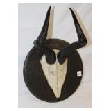 20' tall Spring Bok Antelope Horn Mount