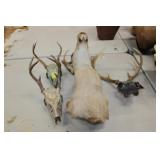 Group of 3 European Mounts; white tail deer;