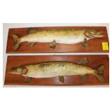 Pair of Vintage Mounted Northern Pike Fish Mounts
