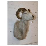 East Texas Dali Sheep Shoulder Mount