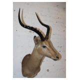 Africa Impala Shoulder Mount