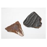 2pcs Megalodon Tooth 2.5' long  & Mastoden Fossil
