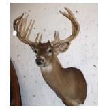 10 point White Tail Deer Shoulder Mount