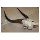 European Mount of Impala 23' long horns