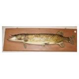 Vintage Large Northern Pike Fish Mount
