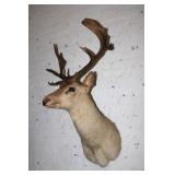 Fallow Shoulder Mount 8 point Deer 24' width