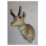 Prong Horn Shoulder Mount