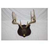 11Point White Tail Deer Antler Mount