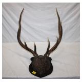 10 Point Elk Antler Mount