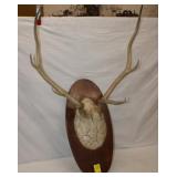 7 Pointer Mule Deer Horn Mount