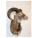Mouflon Sheep Shoulder Mount