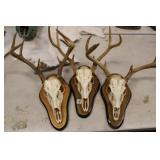 Group of 3 European white tail deer antler mounts