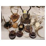 Various Deer Antlers & Sheds, European mounts,
