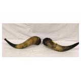 Pair of Antique Cow Horns 15' long