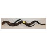 Group of 3 Natural Kudu Horns; 27', 25', 24' long