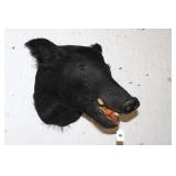 Wild Boar Mount 20' deep