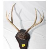 8 Point Mule Deer Mount