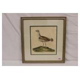Crca 1802 Colored Engraving of 'Bustard Male'