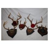 Group of 6 Mounted Deer Racks; 6, 5, 7, 3, 8 horns