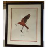 Signed Ray Harm - Summer Tanager
