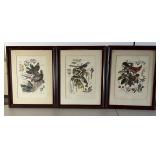 Arthur Singer Framed Bird & Botanicals Prints