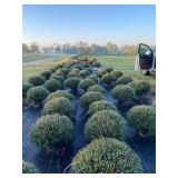 2 Mums From Carter Farms