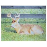 Youth Deer Hunt