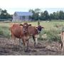 Dairy Herd, Horses, Farm Equipment Dispersal