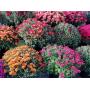 LEBANON PRODUCE FALL TREE-SHRUB-FLOWER AUCTION
