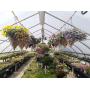 Greenhouse Clearance Sale 