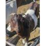 Small Animal, Hay & Consignment Auction