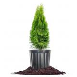 Emerald Green Arborvitae, 3 Gal. Pot Emerald Green Arborvitae, 3 Gal. Pot