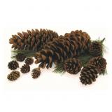 1 Lot (Box) 4 in. Scented Pine Cones