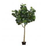 $289 120 IN. GREEN FIDDLE LEAF TREE IN NURSERY POT