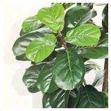 6ft Tall Artificial Fiddle Leaf Fig Tree in White