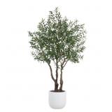 $700 7.5FT OLIVE TREE, POTTED