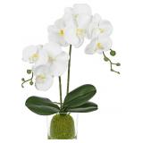$30 White Orchids Artificial Flowers Orchids Plant