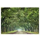 ' CANOPY ROAD VI ' BY JAMES MCLOUGHLIN