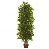 72' FICUS PLANT IN CERAMIC PLANTER