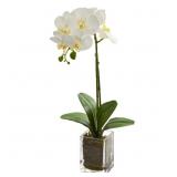 ORCHID ARRANGEMENT IN VASE