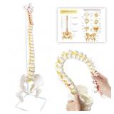 SPINE MODEL 34.6" LIFE SIZE SPINAL CORD MODEL, FLE