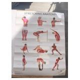 STRETCHING ANATOMEY LAMINATED EDUCATIONAL POSTER