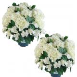 $130 QIANYUN ARTIFICIAL HYDRANGEA BUSH   20 INCH P