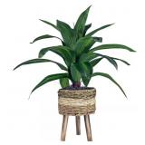24 IN. ARTIFICIAL DRACAENA IN TRI-COLOR BASKET STA