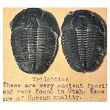 2 Trilobite Fossils