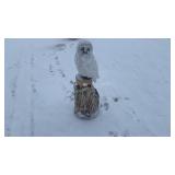 Hand Carved White Cedar Owl