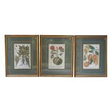 3 HAND COLORED c. 1737 MEZZOTINT BOTANICAL ENGRAVINGS